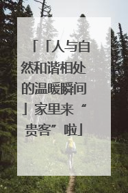 「人与自然和谐相处的温暖瞬间」家里来“贵客”啦