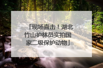 现场直击！湖北竹山护林员实拍国家二级保护动物