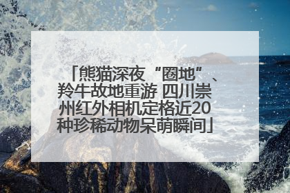 熊猫深夜“圈地”、羚牛故地重游 四川崇州红外相机定格近20种珍稀动物呆萌瞬间