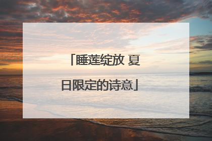 睡莲绽放 夏日限定的诗意