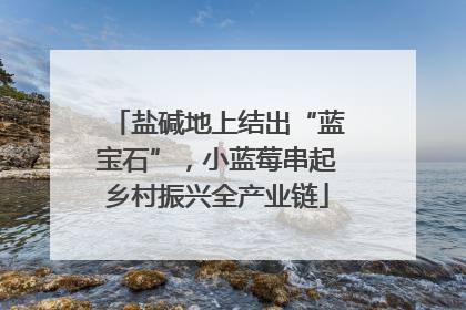 盐碱地上结出“蓝宝石”，小蓝莓串起乡村振兴全产业链