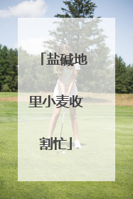 盐碱地里小麦收割忙