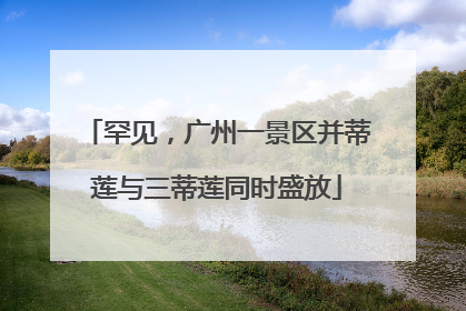 罕见，广州一景区并蒂莲与三蒂莲同时盛放
