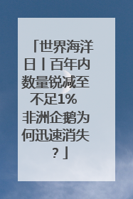 世界海洋日丨百年内数量锐减至不足1% 非洲企鹅为何迅速消失？