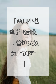 两只小苍鹭学飞刮伤，管护员紧急“送医”