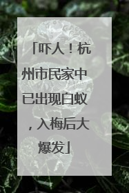 吓人！杭州市民家中已出现白蚁，入梅后大爆发