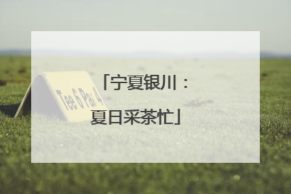宁夏银川：夏日采茶忙