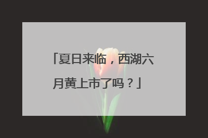 夏日来临，西湖六月黄上市了吗？