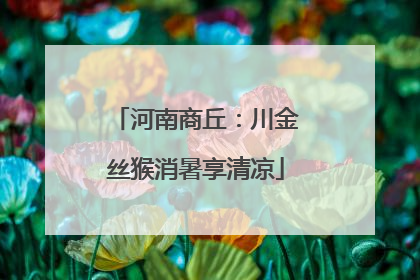 河南商丘：川金丝猴消暑享清凉