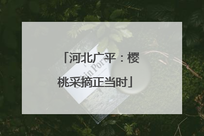河北广平：樱桃采摘正当时