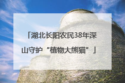 湖北长阳农民38年深山守护“植物大熊猫”