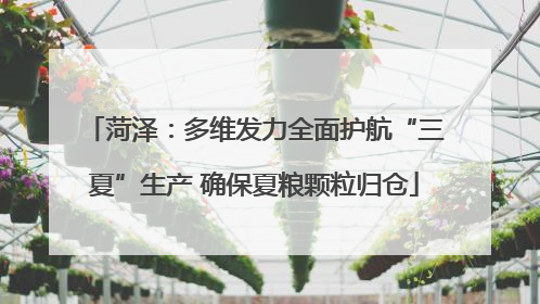 菏泽：多维发力全面护航“三夏”生产 确保夏粮颗粒归仓