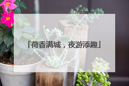荷香满城，夜游添趣