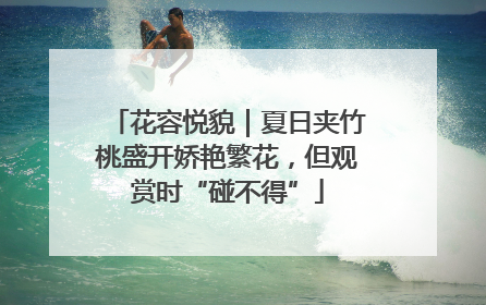 花容悦貌｜夏日夹竹桃盛开娇艳繁花，但观赏时“碰不得”