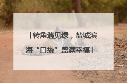 转角遇见绿，盐城滨海“口袋”盛满幸福
