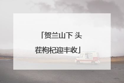 贺兰山下 头茬枸杞迎丰收
