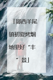郧西羊尾镇初夏烤烟地里好“丰”景