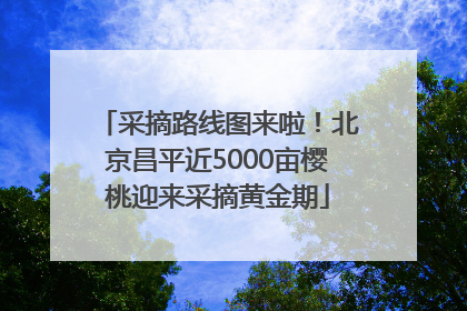 采摘路线图来啦！北京昌平近5000亩樱桃迎来采摘黄金期