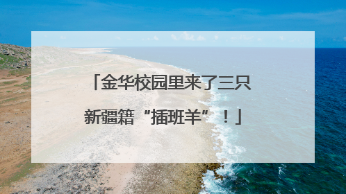 金华校园里来了三只新疆籍“插班羊”！