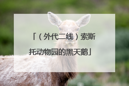 （外代二线）索斯托动物园的黑天鹅